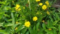 Cosmos caudatus flowers are beautiful yellow Royalty Free Stock Photo