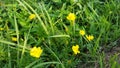 Cosmos caudatus flowers are beautiful yellow Royalty Free Stock Photo