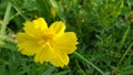 Cosmos caudatus flowers are beautiful yellow Royalty Free Stock Photo