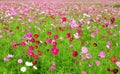 Cosmos colorful flower in the field. Royalty Free Stock Photo