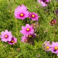 Cosmos - Cosmos bipinnatus Royalty Free Stock Photo