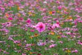 Cosmos ,Cosmos pink,cosmos flower,Flower . Royalty Free Stock Photo