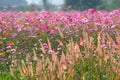 Cosmos ,Cosmos pink,cosmos flower,Flower . Royalty Free Stock Photo