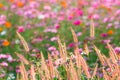 Cosmos ,Cosmos pink,cosmos flower,Flower . Royalty Free Stock Photo