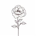 Cosmos Drawing: A Continuous Line Representation Of A Rose