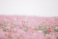 Pink and white cosmos field