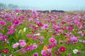 Cosmos field