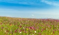 Cosmos field with blue sky