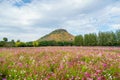 Cosmos field