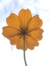 Orange Cosmos flower Royalty Free Stock Photo