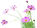 Cosmos flower Royalty Free Stock Photo