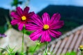 The Cosmos Flower Royalty Free Stock Photo