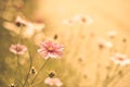 Cosmos flower background