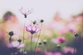 Cosmos flower beautiful Royalty Free Stock Photo