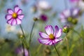 Cosmos flower Cosmos Bipinnatus Royalty Free Stock Photo