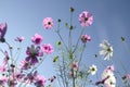 Cosmos flower Cosmos Bipinnatus with blue sky background Royalty Free Stock Photo