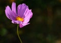 Cosmos flower Cosmos Bipinnatus with blurred background Royalty Free Stock Photo