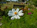 Cosmos flower Blooming in the Garden.Cosmos flowers For Background. Beautiful cosmos Flowers.White cosmos flower. Royalty Free Stock Photo