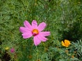 Cosmos flower Blooming in the Garden.Cosmos flowers For Background. Beautiful cosmos Flowers.White cosmos flower. Royalty Free Stock Photo