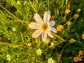 Cosmos flower Blooming in the Garden.Cosmos flowers For Background. Beautiful cosmos Flowers.White cosmos flower. Royalty Free Stock Photo