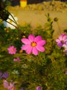 Cosmos flower Blooming in the Garden.Cosmos flowers For Background. Beautiful cosmos Flowers.White cosmos flower. Royalty Free Stock Photo