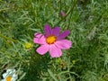 Cosmos flower Blooming in the Garden.Cosmos flowers For Background. Beautiful cosmos Flowers.White cosmos flower. Royalty Free Stock Photo