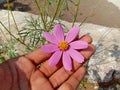 Cosmos flower Blooming in the Garden.Cosmos flowers For Background. Beautiful cosmos Flowers.White cosmos flower. Royalty Free Stock Photo