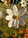 Cosmos flower Blooming in the Garden.Cosmos flowers For Background. Beautiful cosmos Flowers.White cosmos flower. Royalty Free Stock Photo