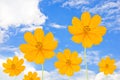 Cosmos flower and blue sky Royalty Free Stock Photo