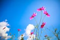Cosmos flower with blue sky in the gardens Royalty Free Stock Photo