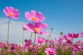 Cosmos flower with blue sky Royalty Free Stock Photo
