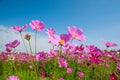 Cosmos flower with blue sky Royalty Free Stock Photo