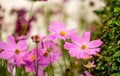 Cosmos flower with blurred background. blooming pink color selective focus Royalty Free Stock Photo