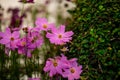 Cosmos flower with blurred background. blooming purple color selective focus Royalty Free Stock Photo