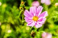 Cosmos flower in chiangmai Thailand