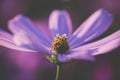 Cosmos flower close up on sunset background with soft selective focus Royalty Free Stock Photo