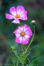 Cosmos flower