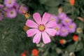 Cosmos flower Cosmos Bipinnatus with blurred background Royalty Free Stock Photo