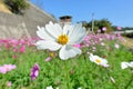 Cosmos flower Royalty Free Stock Photo