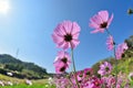 Cosmos flower Royalty Free Stock Photo