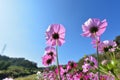 Cosmos flower Royalty Free Stock Photo