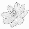 Cosmos Flower 3D Sketch