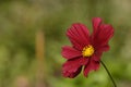 Cosmos flower in a dark red Royalty Free Stock Photo