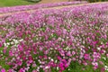 Cosmos flower farm in Awaji