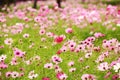 Cosmos Flower field Royalty Free Stock Photo