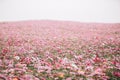 Cosmos flower field background with film vintage style Royalty Free Stock Photo