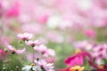 Cosmos flower field background with film vintage style Royalty Free Stock Photo
