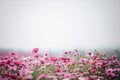 Cosmos flower field background with film vintage style Royalty Free Stock Photo