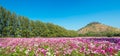 Cosmos flower field Royalty Free Stock Photo