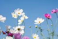 Cosmos flower in field on sky background Royalty Free Stock Photo